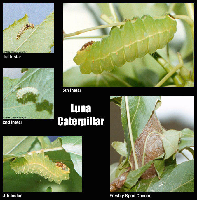 luna moth caterpillar