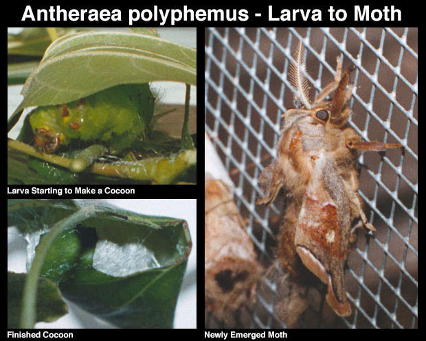 Polyphemus Moth Cocoons 